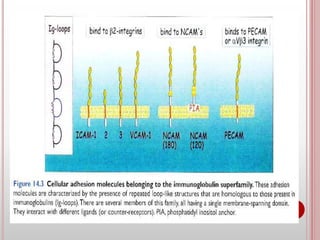 Cell adhesion molecules and mechanisms of cell adhesion | PPTX