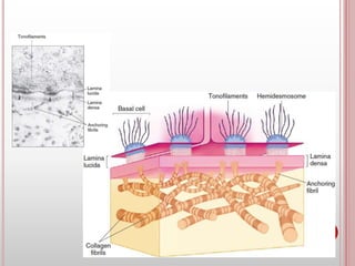 Cell adhesion molecules and mechanisms of cell adhesion | PPTX