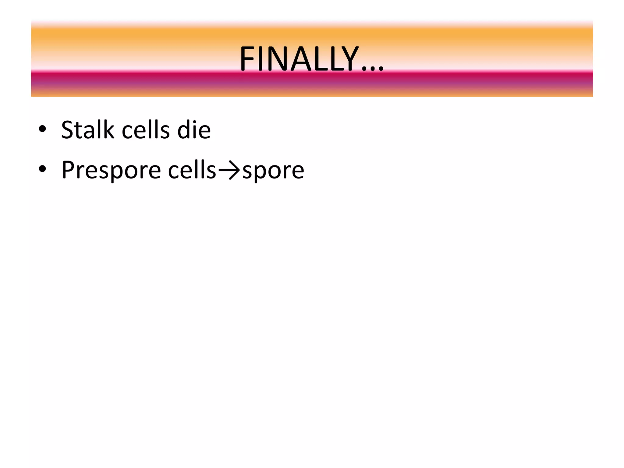 FINALLY…
• Stalk cells die
• Prespore cells→spore
 