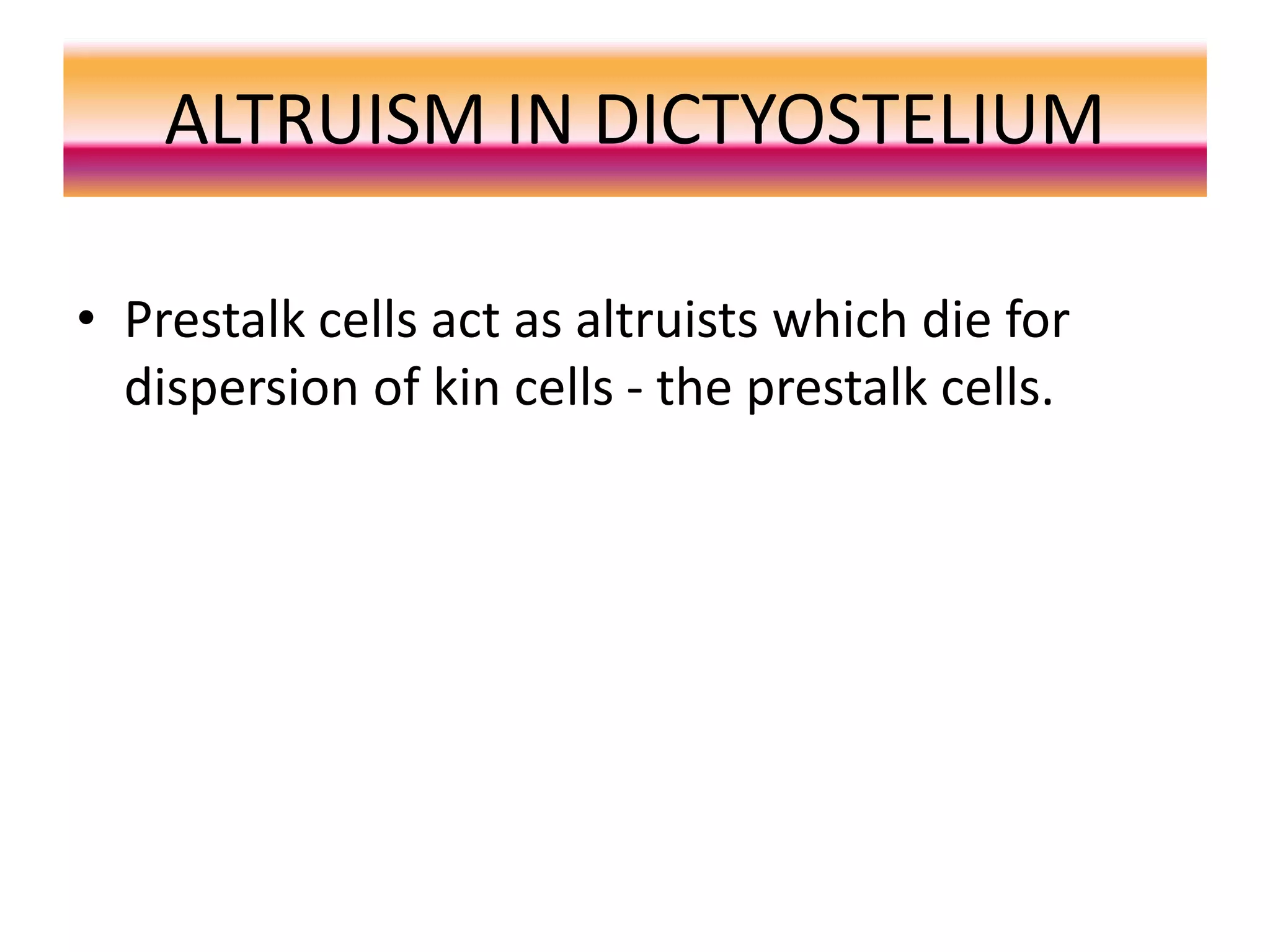 ALTRUISM IN DICTYOSTELIUM
• Prestalk cells act as altruists which die for
dispersion of kin cells - the prestalk cells.
 