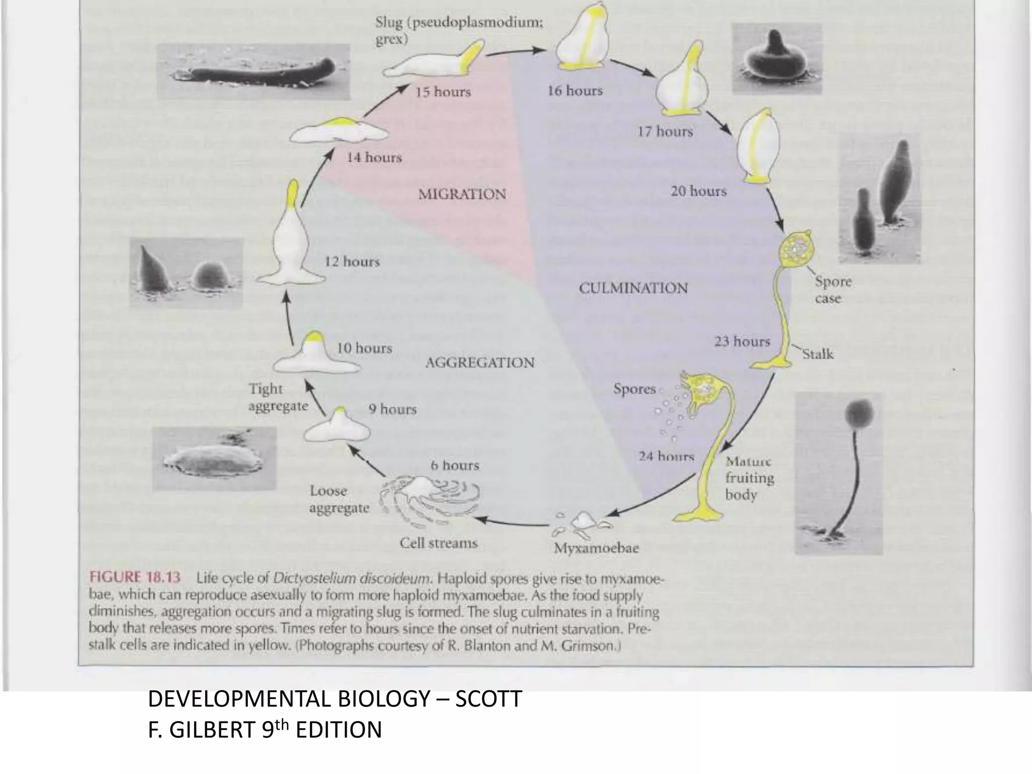 DEVELOPMENTAL BIOLOGY – SCOTT
F. GILBERT 9th EDITION
 