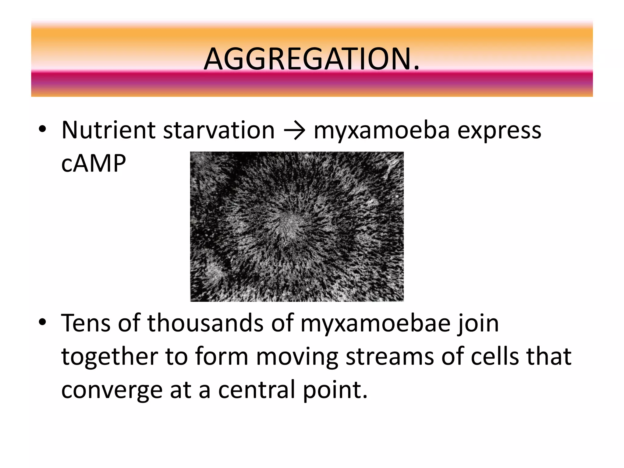 AGGREGATION.
• Nutrient starvation → myxamoeba express
cAMP
• Tens of thousands of myxamoebae join
together to form moving streams of cells that
converge at a central point.
 