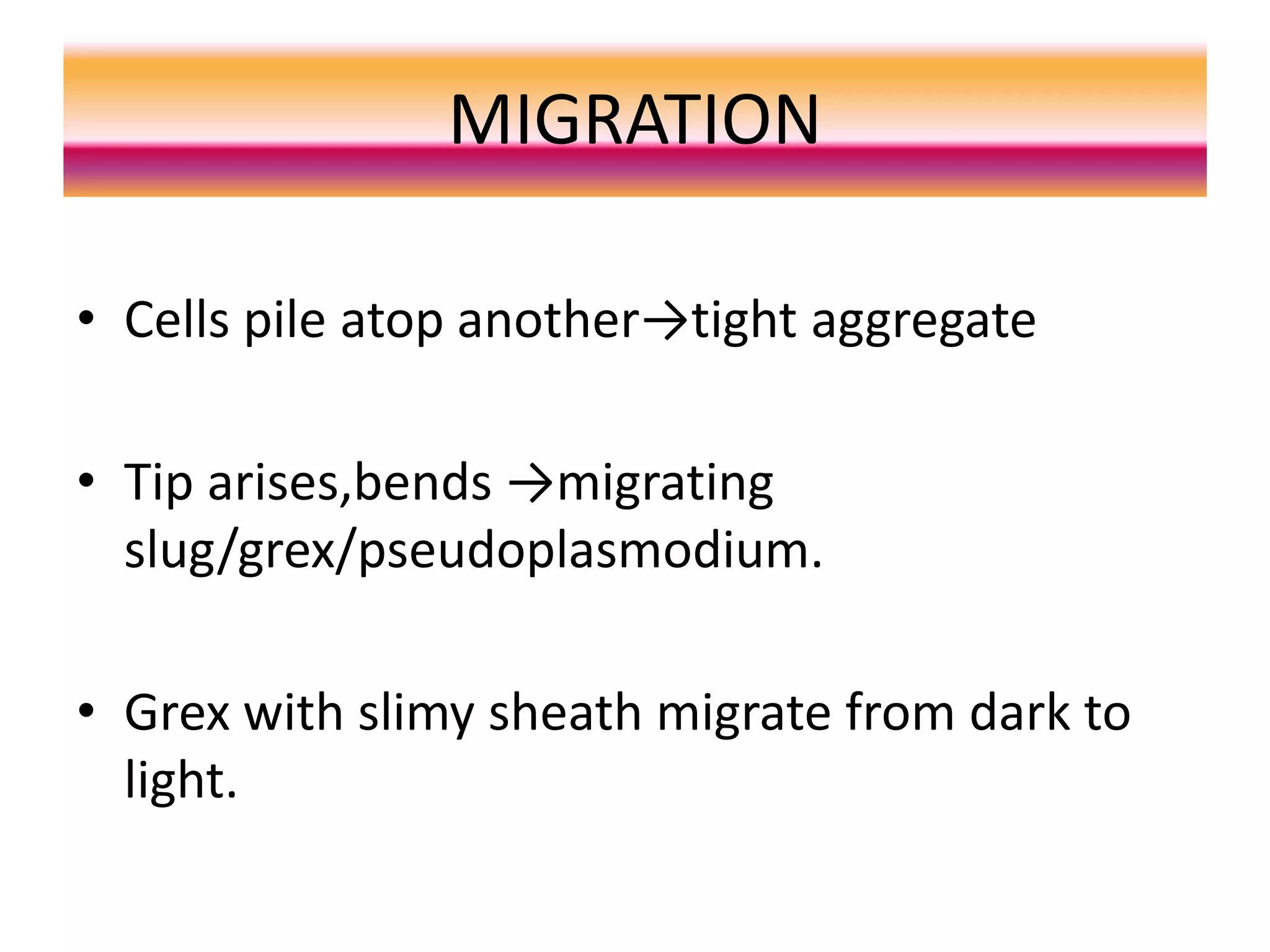 MIGRATION
• Cells pile atop another→tight aggregate
• Tip arises,bends →migrating
slug/grex/pseudoplasmodium.
• Grex with slimy sheath migrate from dark to
light.
 
