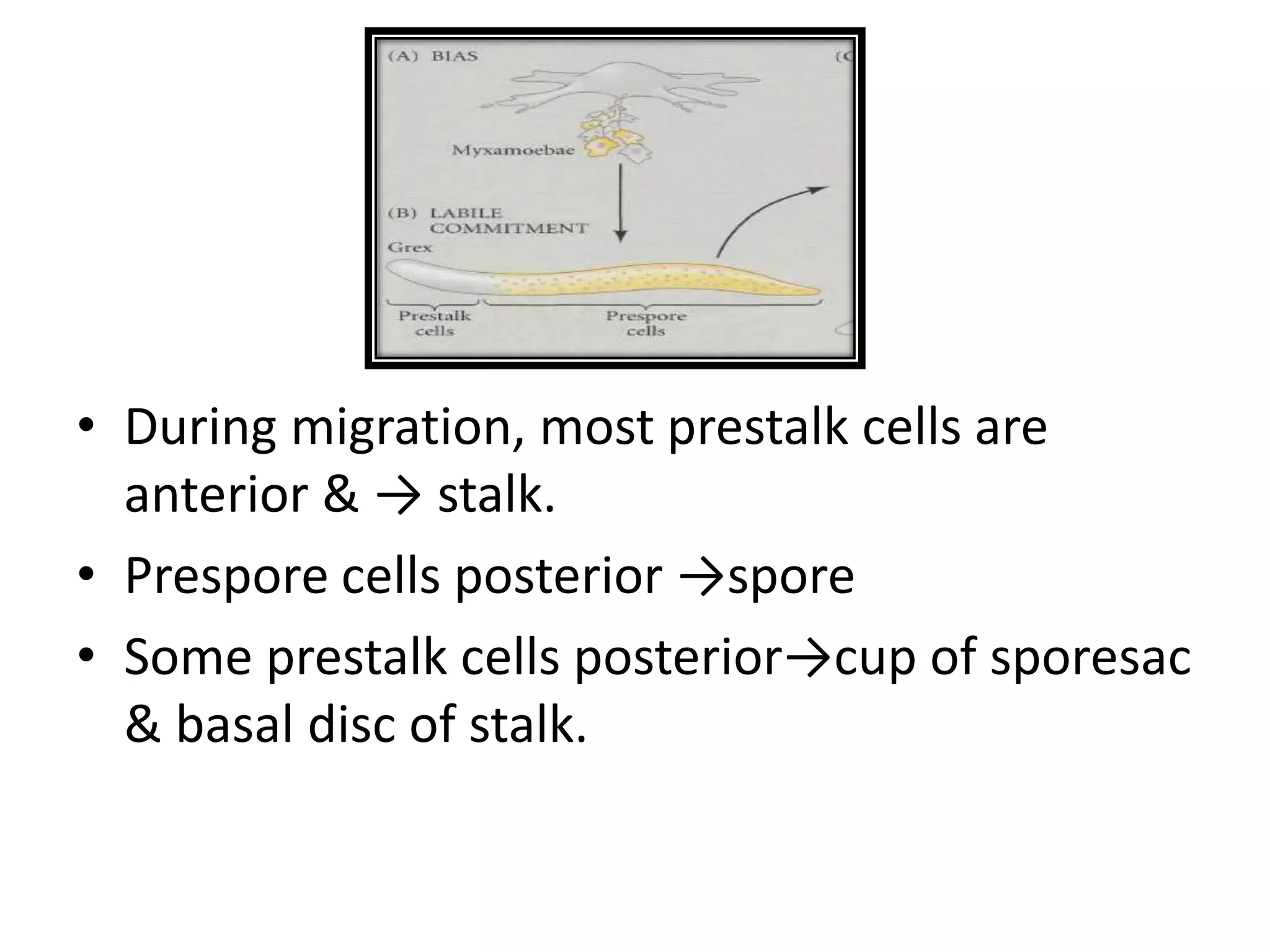 • During migration, most prestalk cells are
anterior & → stalk.
• Prespore cells posterior →spore
• Some prestalk cells posterior→cup of sporesac
& basal disc of stalk.
 