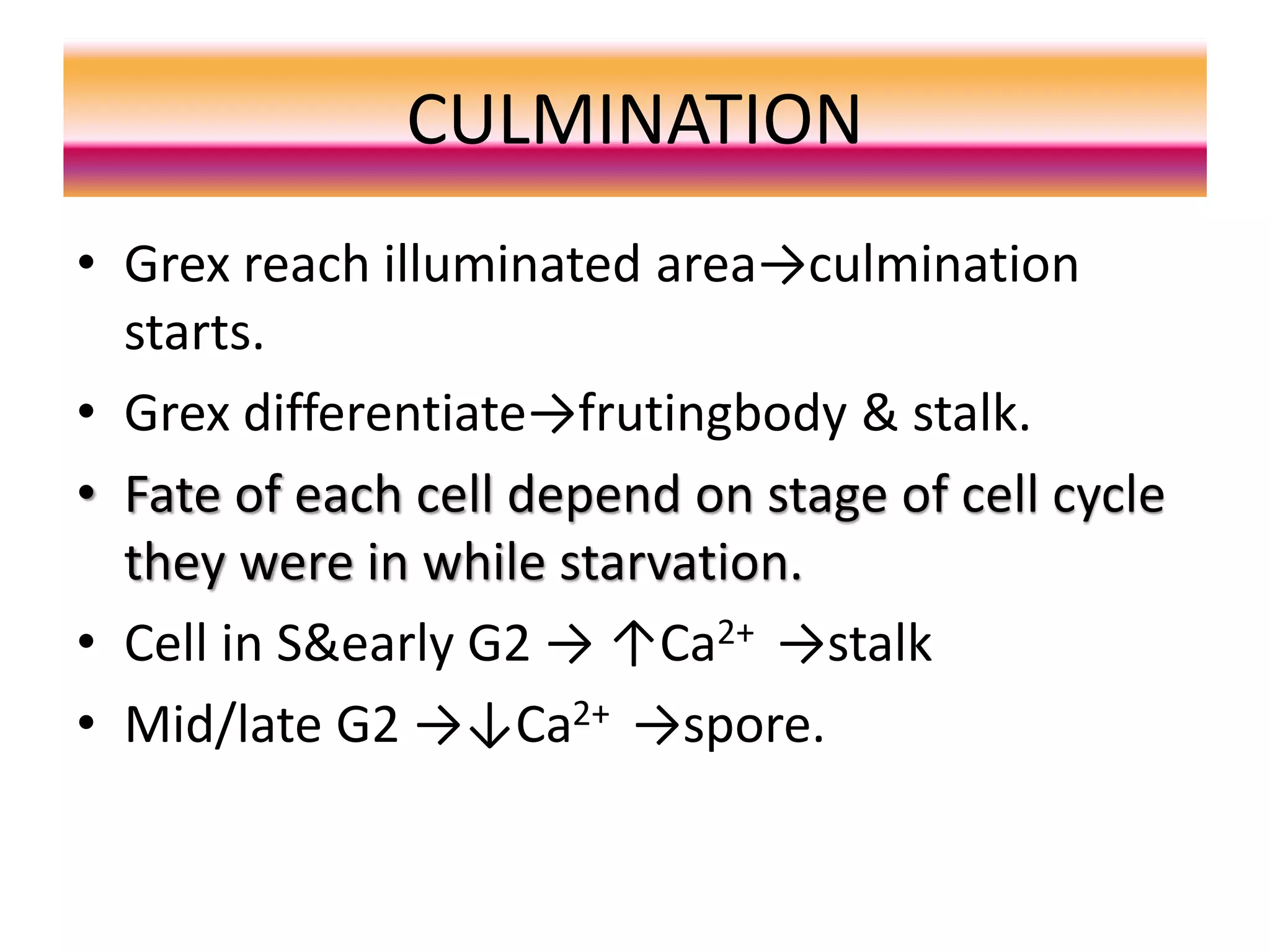 CULMINATION
• Grex reach illuminated area→culmination
starts.
• Grex differentiate→frutingbody & stalk.
• Fate of each cell depend on stage of cell cycle
they were in while starvation.
• Cell in S&early G2 → ↑Ca2+ →stalk
• Mid/late G2 →↓Ca2+ →spore.
 