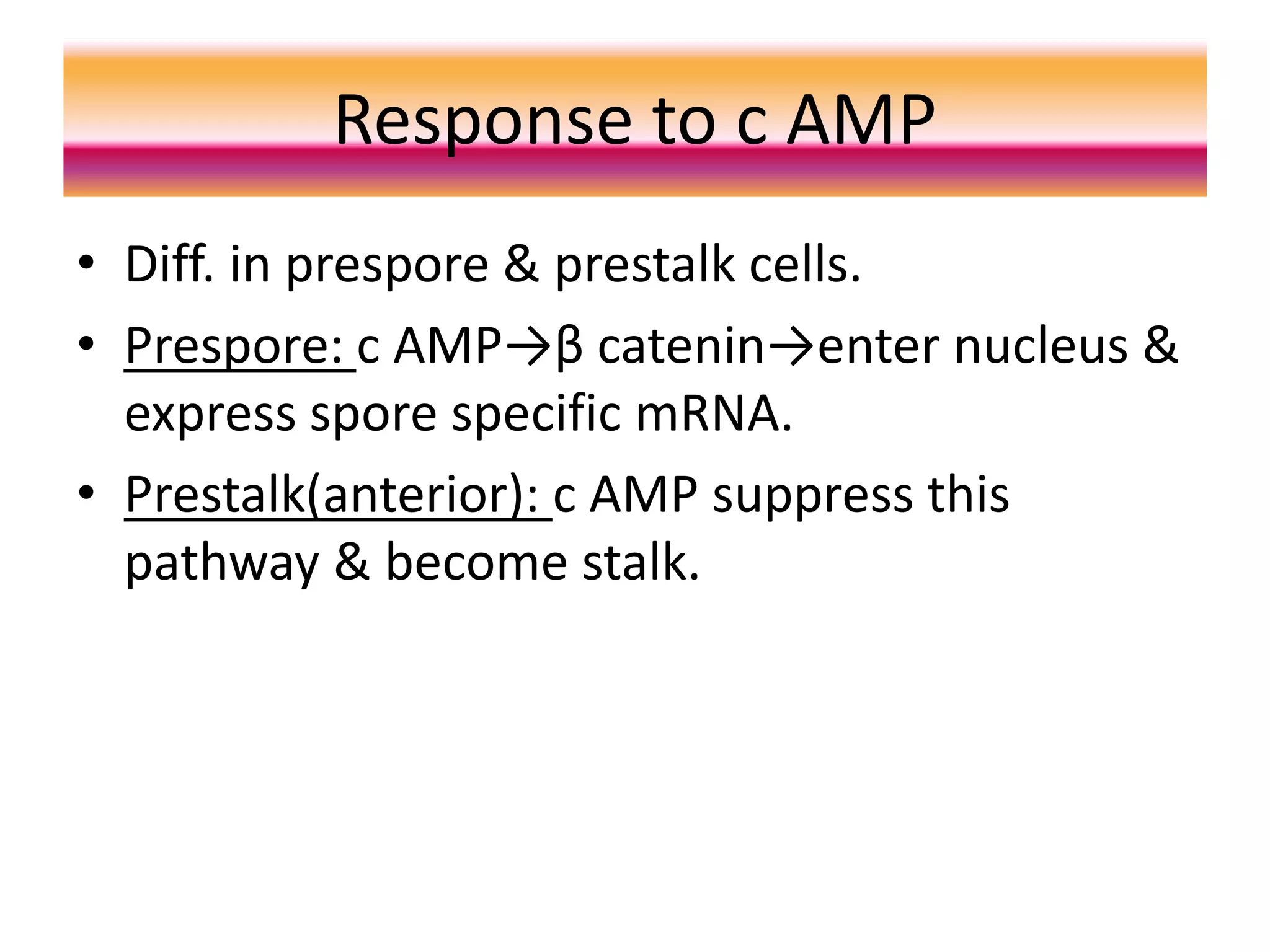 Response to c AMP
• Diff. in prespore & prestalk cells.
• Prespore: c AMP→β catenin→enter nucleus &
express spore specific mRNA.
• Prestalk(anterior): c AMP suppress this
pathway & become stalk.
 
