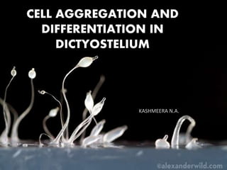 CELL AGGREGATION AND
DIFFERENTIATION IN
DICTYOSTELIUM
KASHMEERA N.A.
 