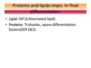 Proteins and lipids impo. In final
differentiation.
• Lipid: DIF1(chlorinated lipid)
• Proteins: Trishanku, spore differentiation
factors(SDF1&2).
 