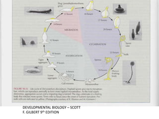 DEVELOPMENTAL BIOLOGY – SCOTT
F. GILBERT 9th EDITION
 