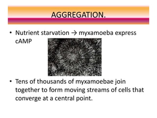 AGGREGATION.
• Nutrient starvation → myxamoeba express
cAMP
• Tens of thousands of myxamoebae join
together to form moving streams of cells that
converge at a central point.
 