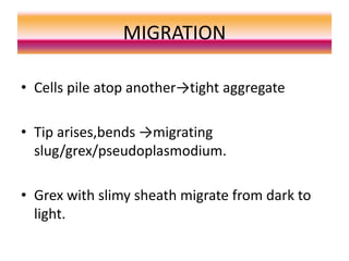 MIGRATION
• Cells pile atop another→tight aggregate
• Tip arises,bends →migrating
slug/grex/pseudoplasmodium.
• Grex with slimy sheath migrate from dark to
light.
 