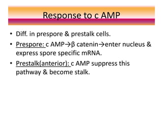 Response to c AMP
• Diff. in prespore & prestalk cells.
• Prespore: c AMP→β catenin→enter nucleus &
express spore specific mRNA.
• Prestalk(anterior): c AMP suppress this
pathway & become stalk.
 