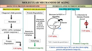 DEFECTIVE PROTEIN HOMEOSTATIS DYSREGULATED NUTRIENT SENSING
MOLECULAR MECHANISM OF AGING
PROTEIN FOLDING PROTEIN DEGRADATION
Chaperon's folds proteins
Misfolded
UFPR / UPR ( Unfolded
protein response )
Protein
Degradation
Cell Aging
Protein Degradation
Autophagy
Rapamycin
drug inhibits
mTOR
Pathway
involved in
cell growth
Rapamycin
drug promotes
autophagy
CALORIE RESTRICTION
Decrease in IGF1
Signaling
Increase in
Sirtuins Protein
Level
Cell Aging
Promotes Longevity
Glucose
IGF-1
DNA Replication
rate
Cell Aging
* IGF-1: Insulin like growth factor 1
Calorie restriction up to 30% can slow down aging
process and promotes longevity .
Cell
Promotes Longevity
 