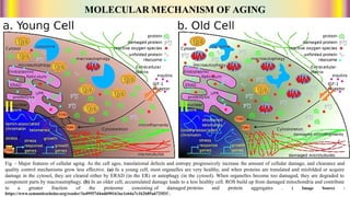 Fig. - Major features of cellular aging. As the cell ages, translational defects and entropy progressively increase the amount of cellular damage, and clearance and
quality control mechanisms grow less effective. (a) In a young cell, most organelles are very healthy, and when proteins are translated and misfolded or acquire
damage in the cytosol, they are cleared either by ERAD (in the ER) or autophagy (in the cytosol). When organelles become too damaged, they are degraded to
component parts by macroautophagy. (b) In an older cell, accumulated damage leads to a less healthy cell. ROS build up from damaged mitochondria and contribute
to a greater fraction of the proteome consisting of damaged proteins and protein aggregates . ( Image Source -
https://www.semanticscholar.org/reader/3a49557d4ad690163ae1e64a7c162b85a6725f1f ).
 