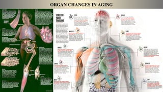 ORGAN CHANGES IN AGING
 
