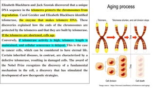 Elizabeth Blackburn and Jack Szostak discovered that a unique
DNA sequence in the telomeres protects the chromosomes from
degradation. Carol Greider and Elizabeth Blackburn identified
telomerase, the enzyme that makes telomere DNA. These
discoveries explained how the ends of the chromosomes are
protected by the telomeres and that they are built by telomerase.
If the telomeres are shortened, cells age.
Conversely, if telomerase activity is high, telomere length is
maintained, and cellular senescence is delayed. This is the case
in cancer cells, which can be considered to have eternal life.
Certain inherited diseases, in contrast, are characterized by a
defective telomerase, resulting in damaged cells. The award of
the Nobel Prize recognizes the discovery of a fundamental
mechanism in the cell, a discovery that has stimulated the
development of new therapeutic strategies.
Image source - https://sierrasci.com/history-of-telomeres-and-aging/
 