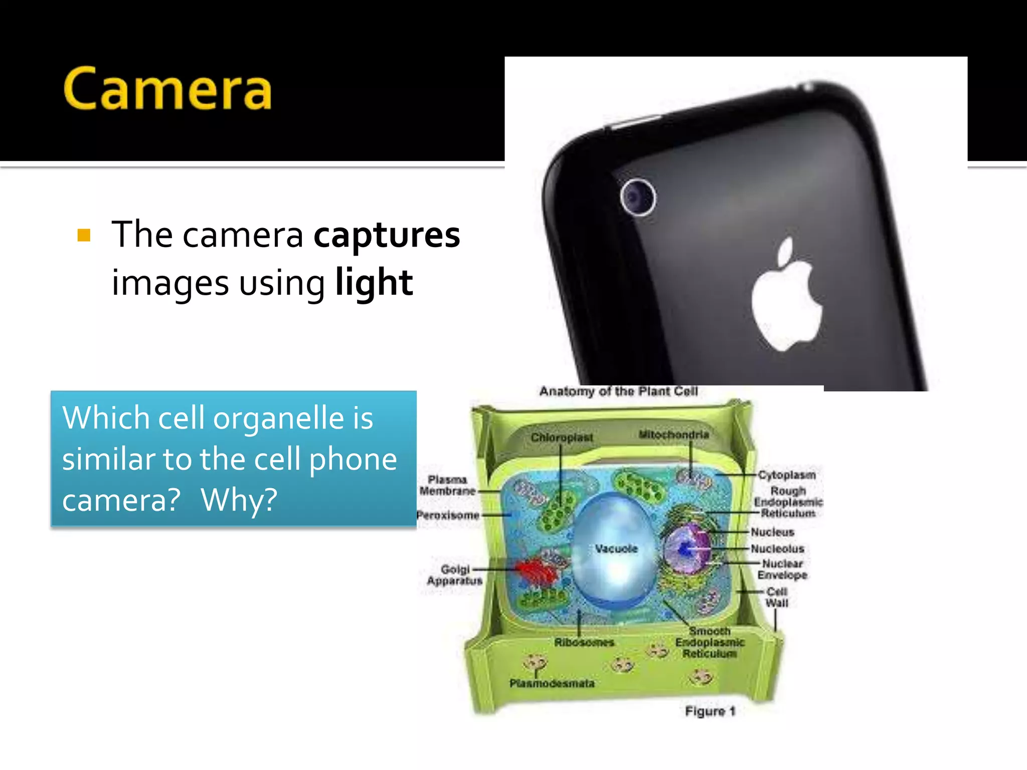    The camera captures
    images using light


Which cell organelle is
similar to the cell phone
camera? Why?
 