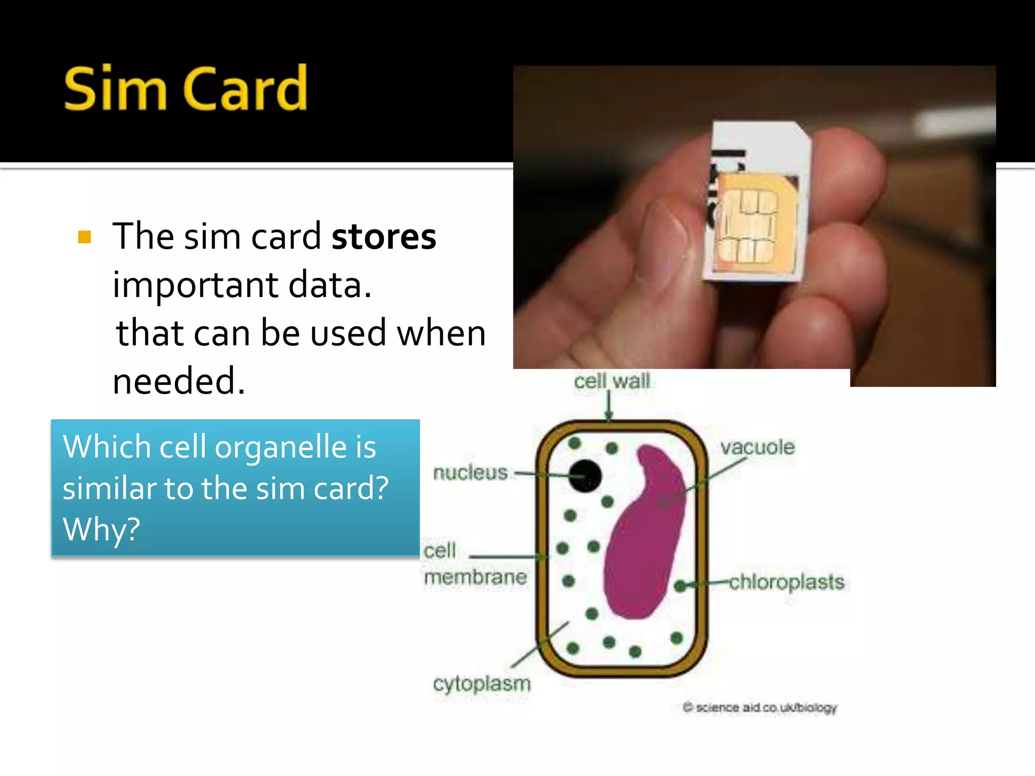    The sim card stores
    important data.
    that can be used when
    needed.
Which cell organelle is
similar to the sim card?
Why?
 