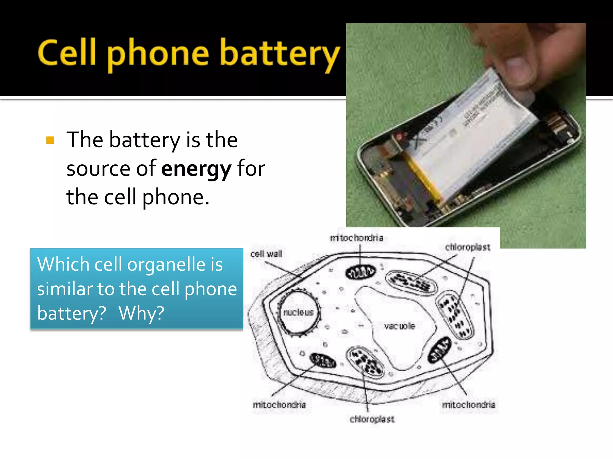    The battery is the
    source of energy for
    the cell phone.

Which cell organelle is
similar to the cell phone
battery? Why?
 