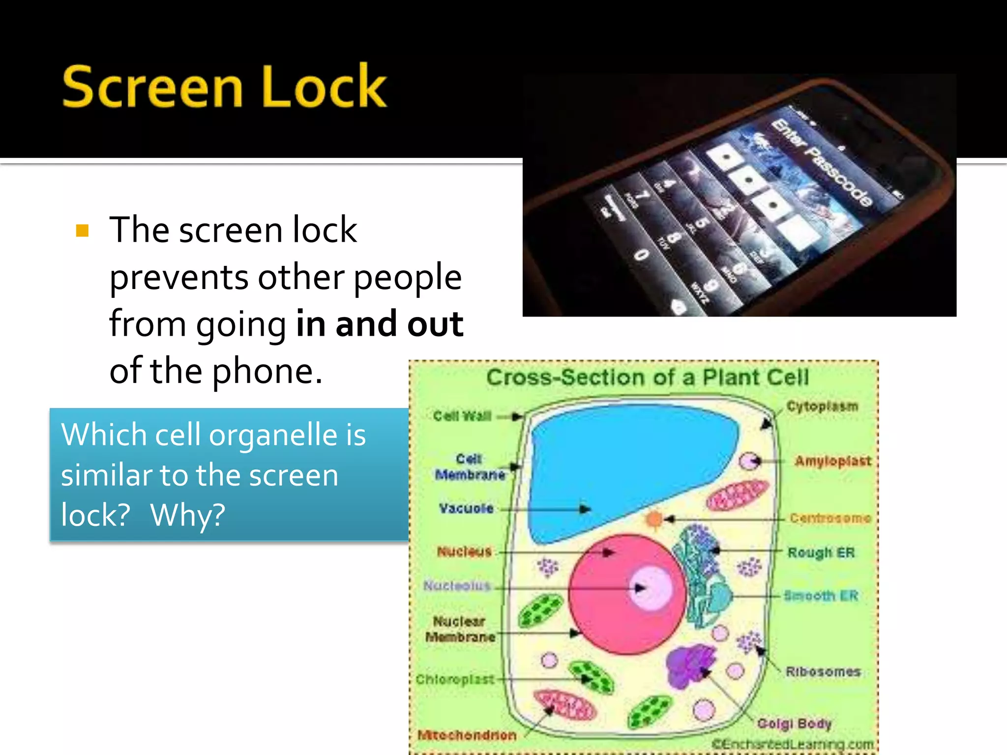    The screen lock
    prevents other people
    from going in and out
    of the phone.
Which cell organelle is
similar to the screen
lock? Why?
 