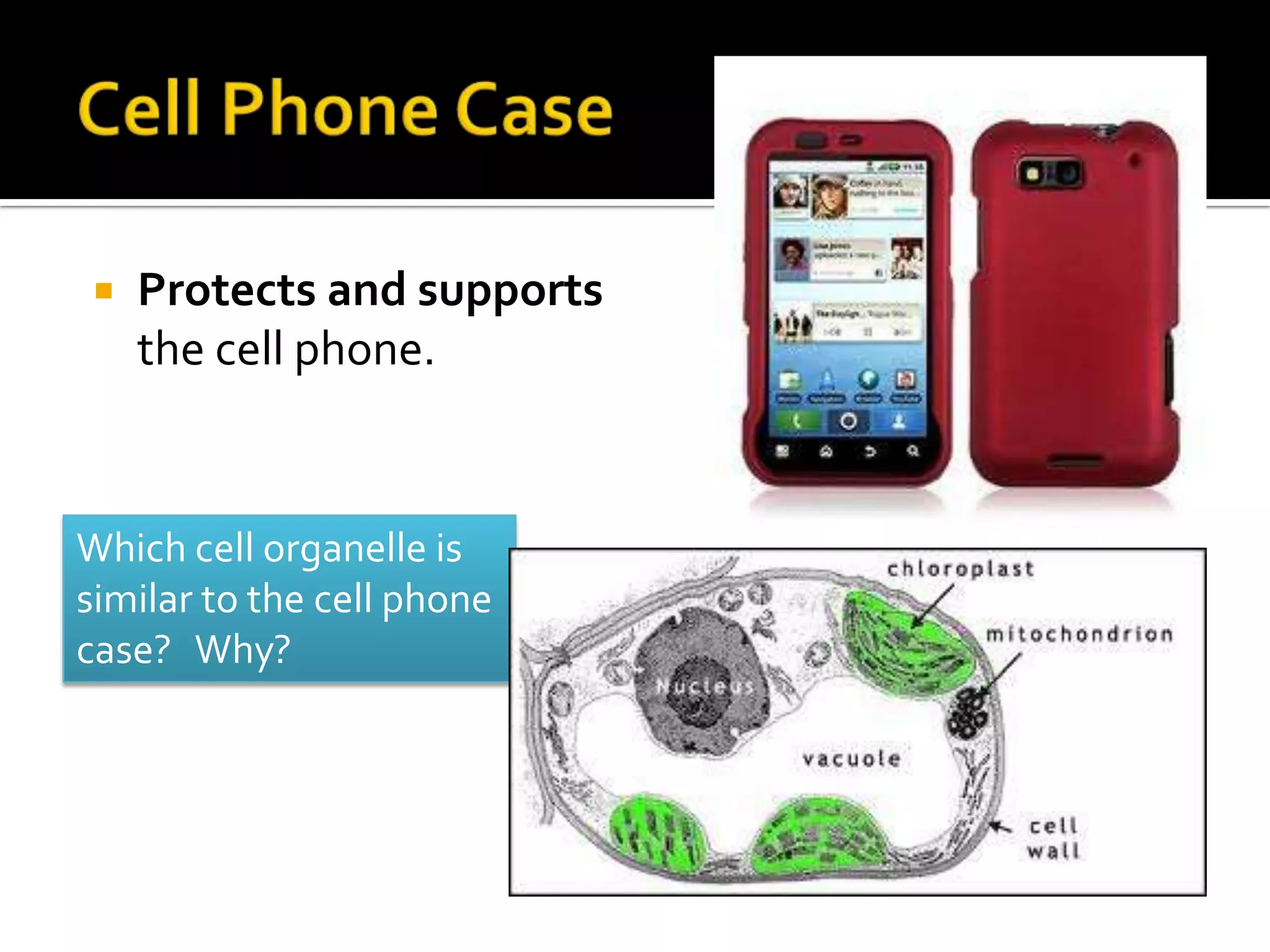    Protects and supports
    the cell phone.


Which cell organelle is
similar to the cell phone
case? Why?
 