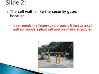  The cell wall is like the security gates
because….
◦ It surrounds the factory and protects it just as a cell
wall surrounds a plant cell and maintains structure.
 