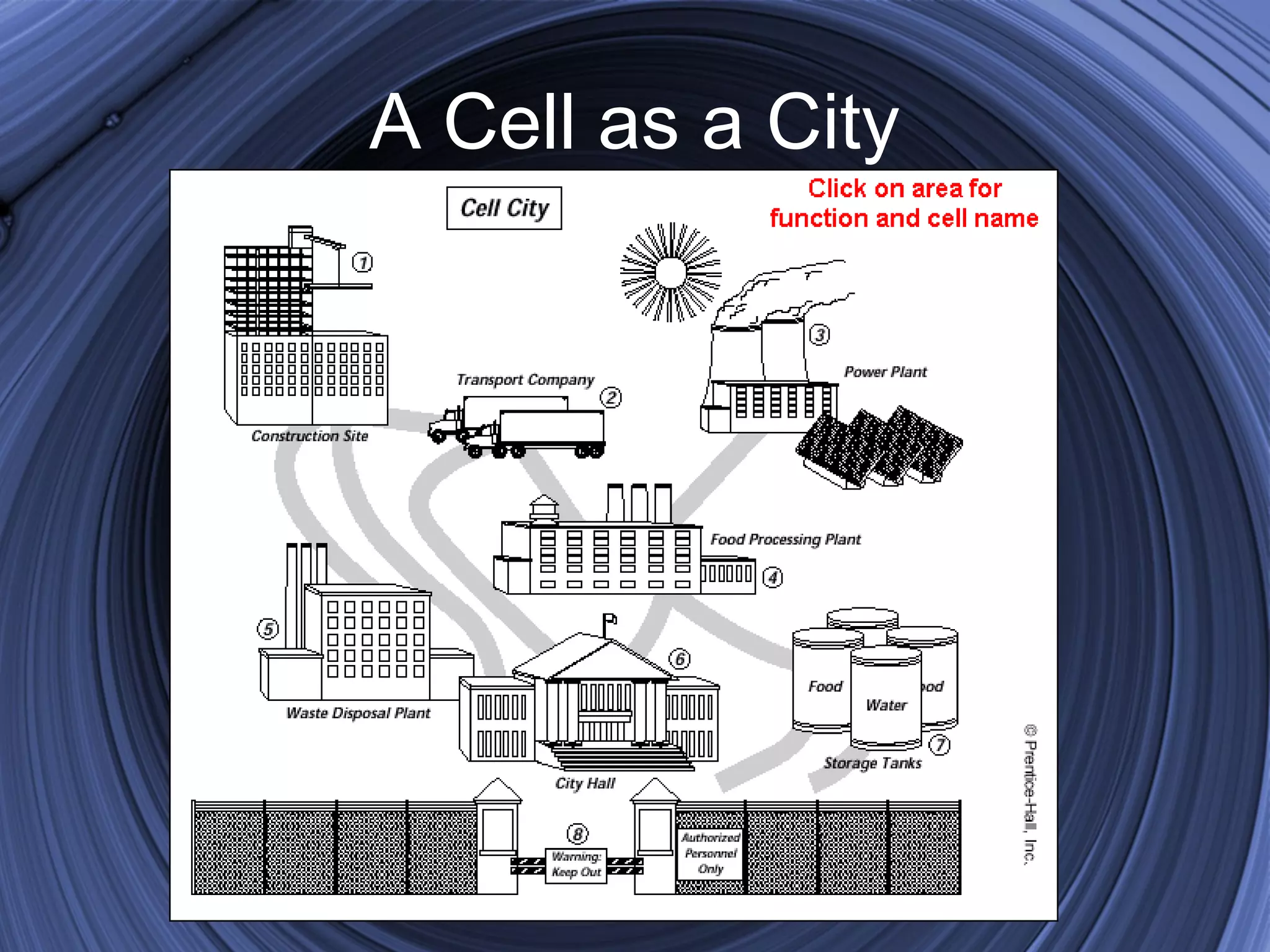 A Cell as a City