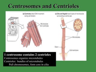 Cell Anatomy | PPT