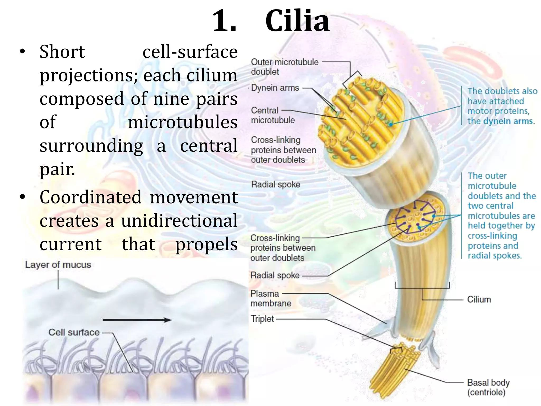 Cell anatomy | PPSX