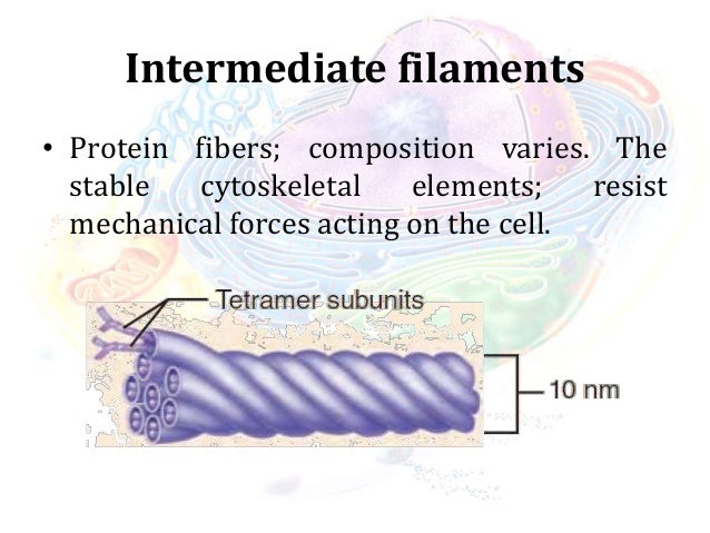 Cell Anatomy