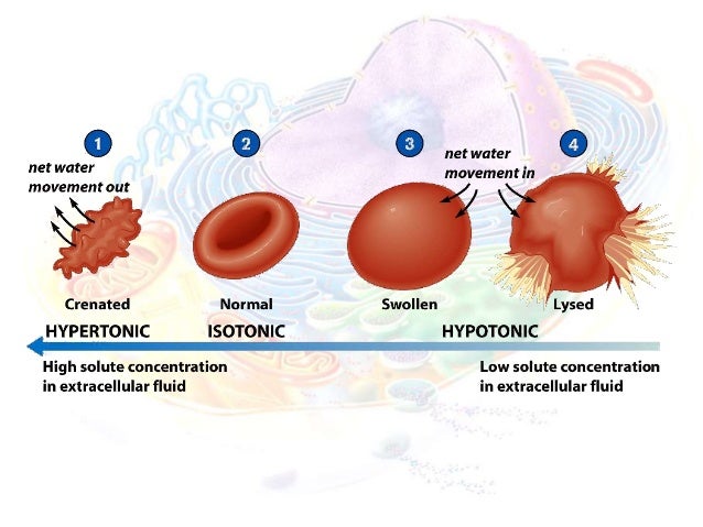 Cell Anatomy