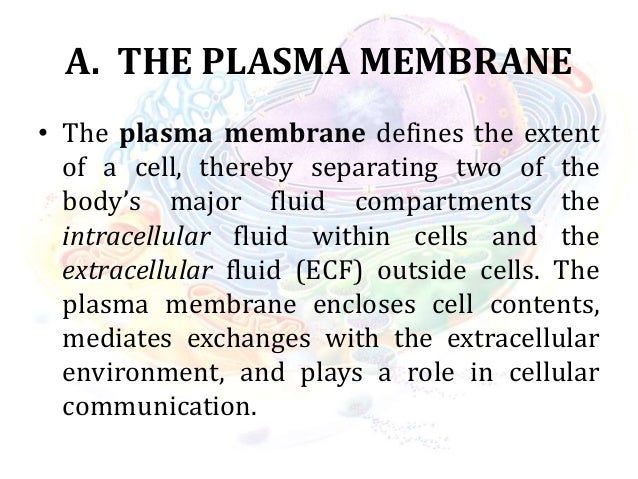 Cell Anatomy