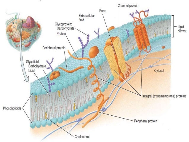 Cell Anatomy