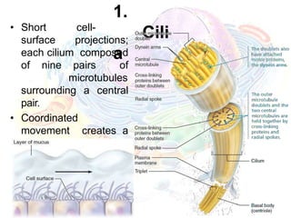 cell anatomy-.pptx