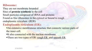 Cell Anatomy.pptx