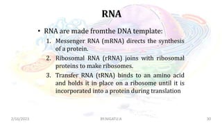 Rna Picture Powerpoint Format Cell Anatomy.pptx