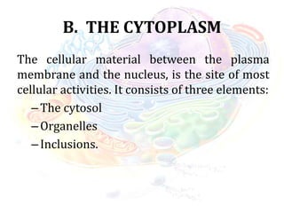 B. THE CYTOPLASM
The cellular material between the plasma
membrane and the nucleus, is the site of most
cellular activities. It consists of three elements:
–The cytosol
–Organelles
–Inclusions.
 