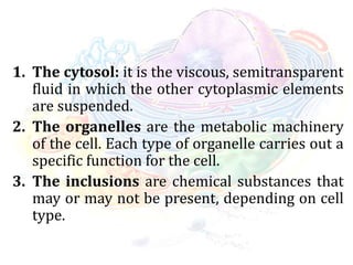 1. The cytosol: it is the viscous, semitransparent
fluid in which the other cytoplasmic elements
are suspended.
2. The organelles are the metabolic machinery
of the cell. Each type of organelle carries out a
specific function for the cell.
3. The inclusions are chemical substances that
may or may not be present, depending on cell
type.
 