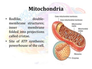 Mitochondria
• Rodlike, double-
membrane structures;
inner membrane
folded into projections
called cristae.
• Site of ATP synthesis;
powerhouse of the cell.
 