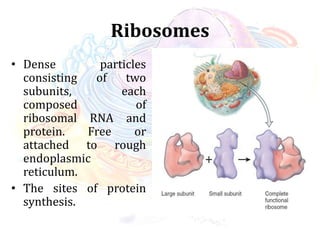 Ribosomes
• Dense particles
consisting of two
subunits, each
composed of
ribosomal RNA and
protein. Free or
attached to rough
endoplasmic
reticulum.
• The sites of protein
synthesis.
 
