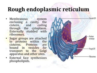 Rough endoplasmic reticulum
• Membranous system
enclosing a cavity, the
cistern, and coiling
through the cytoplasm.
Externally studded with
ribosomes.
• Sugar groups are attached
to proteins within the
cisterns. Proteins are
bound in vesicles for
transport to the Golgi
apparatus and other sites.
• External face synthesizes
phospholipids.
 