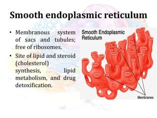 Smooth endoplasmic reticulum
• Membranous system
of sacs and tubules;
free of ribosomes.
• Site of lipid and steroid
(cholesterol)
synthesis, lipid
metabolism, and drug
detoxification.
 