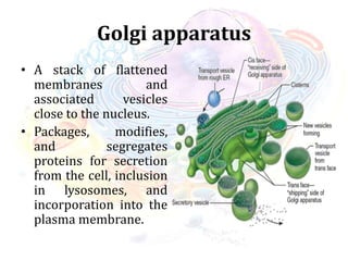 Golgi apparatus
• A stack of flattened
membranes and
associated vesicles
close to the nucleus.
• Packages, modifies,
and segregates
proteins for secretion
from the cell, inclusion
in lysosomes, and
incorporation into the
plasma membrane.
 