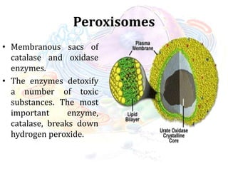 Peroxisomes
• Membranous sacs of
catalase and oxidase
enzymes.
• The enzymes detoxify
a number of toxic
substances. The most
important enzyme,
catalase, breaks down
hydrogen peroxide.
 