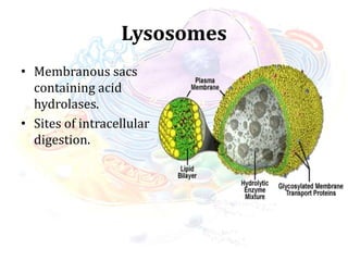 Lysosomes
• Membranous sacs
containing acid
hydrolases.
• Sites of intracellular
digestion.
 