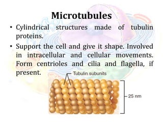 Microtubules
• Cylindrical structures made of tubulin
proteins.
• Support the cell and give it shape. Involved
in intracellular and cellular movements.
Form centrioles and cilia and flagella, if
present.
 