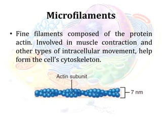Microfilaments
• Fine filaments composed of the protein
actin. Involved in muscle contraction and
other types of intracellular movement, help
form the cell’s cytoskeleton.
 