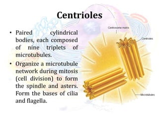 Centrioles
• Paired cylindrical
bodies, each composed
of nine triplets of
microtubules.
• Organize a microtubule
network during mitosis
(cell division) to form
the spindle and asters.
Form the bases of cilia
and flagella.
 