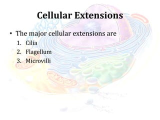 Cellular Extensions
• The major cellular extensions are
1. Cilia
2. Flagellum
3. Microvilli
 