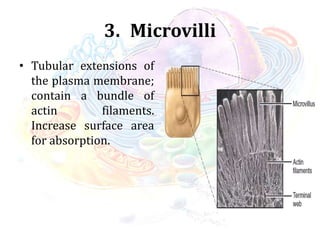 3. Microvilli
• Tubular extensions of
the plasma membrane;
contain a bundle of
actin filaments.
Increase surface area
for absorption.
 